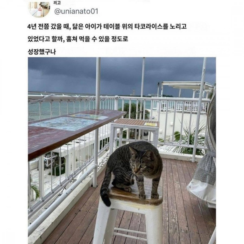 실시간게임