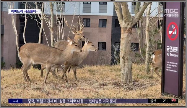 다리다리 분석과 실시간패턴통계