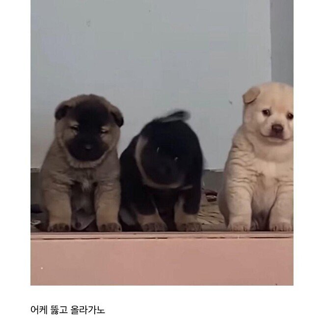 실시간게임