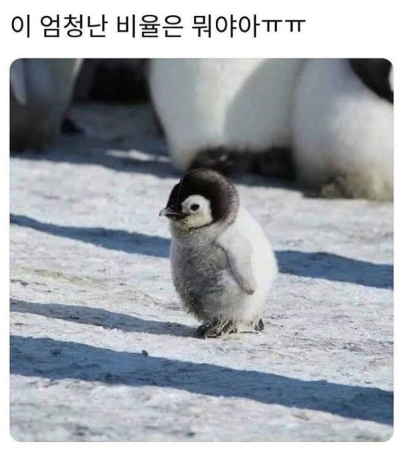 사다리게임분석