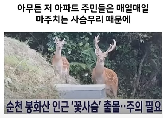 실시간사다리