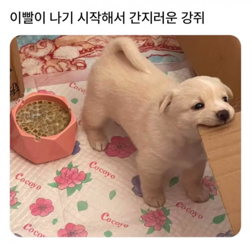 실시간다리다리