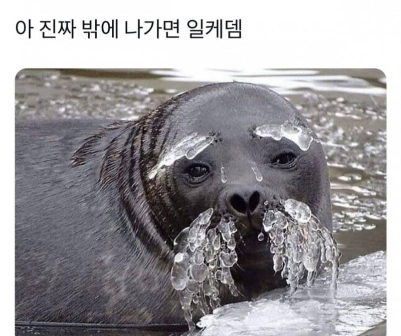 사다리게임