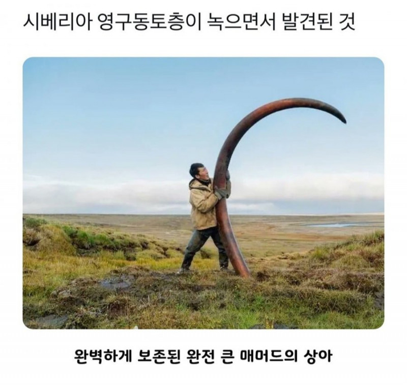 사다리게임