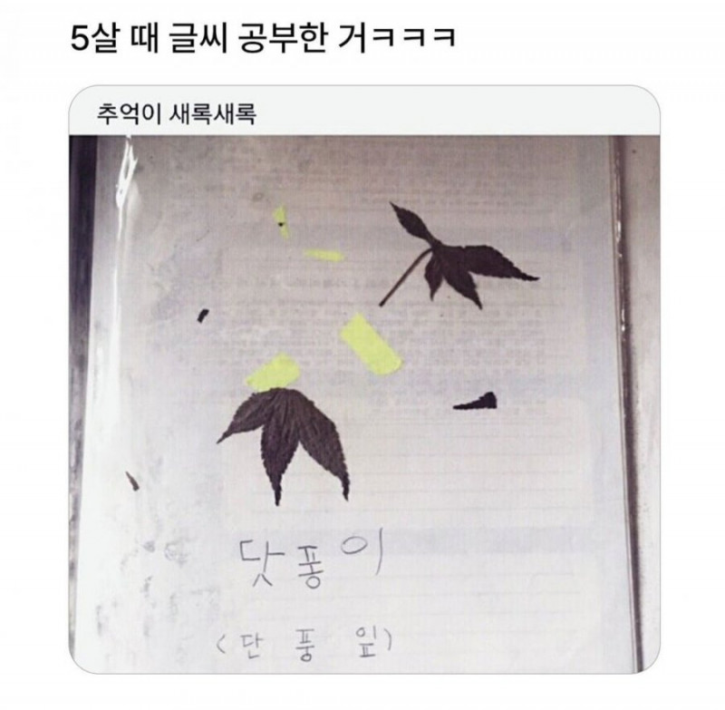 다리다리게임통계