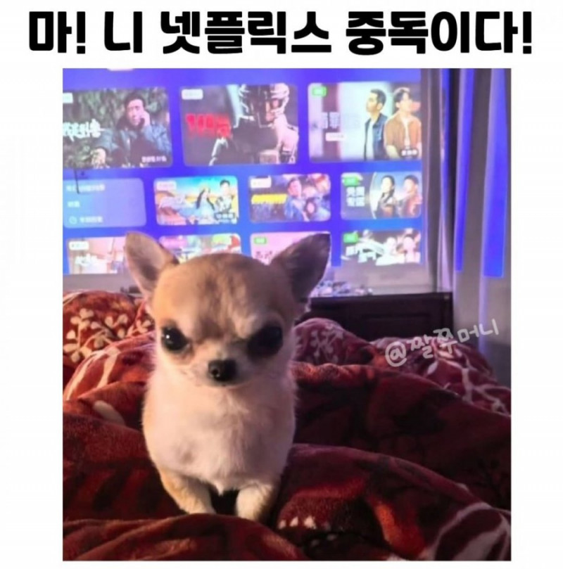 나눔로또 파워볼분석기