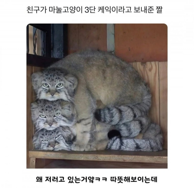 파워볼게임픽