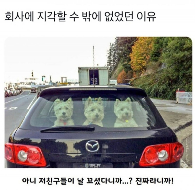 나눔로또 파워볼분석기