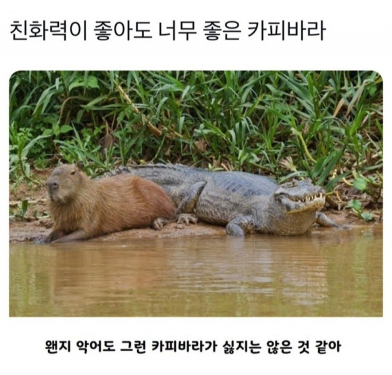 달팽이게임분석기