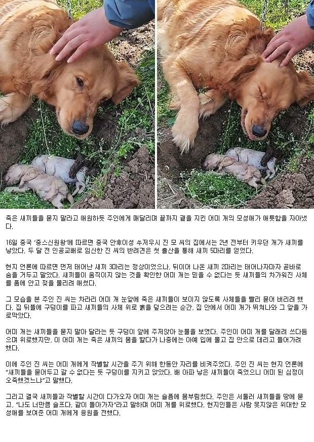 달팽이게임분석