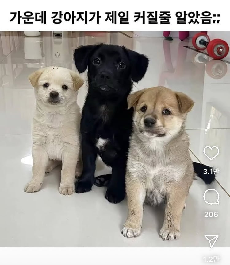 달팽이 분석과 실시간패턴통계