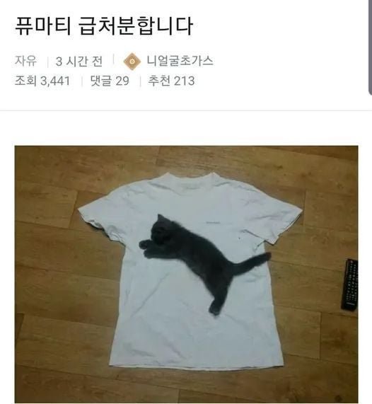 사다리 분석과 실시간패턴통계