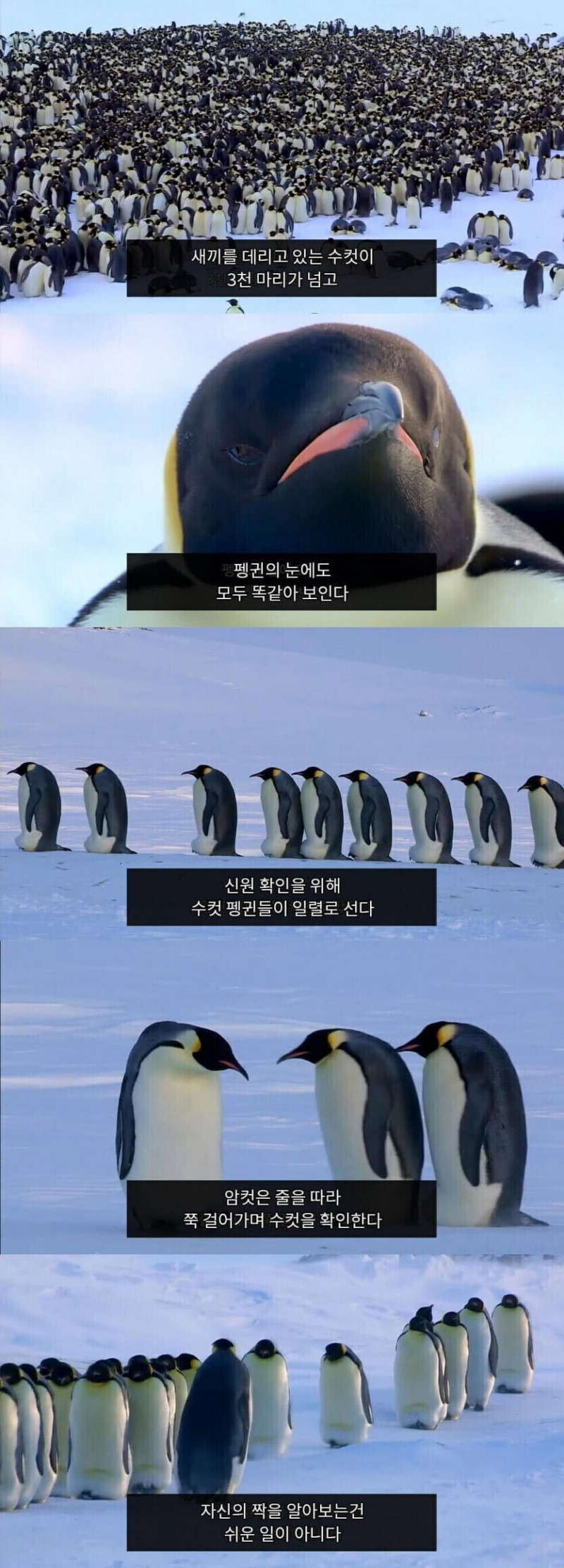 달팽이 분석과 실시간패턴통계