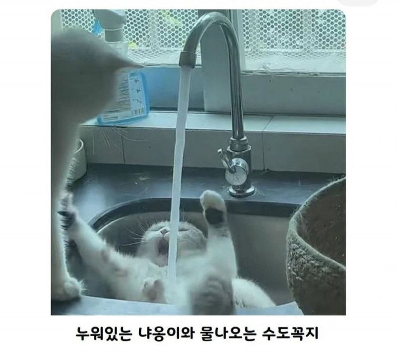 다리다리 분석과 실시간패턴통계