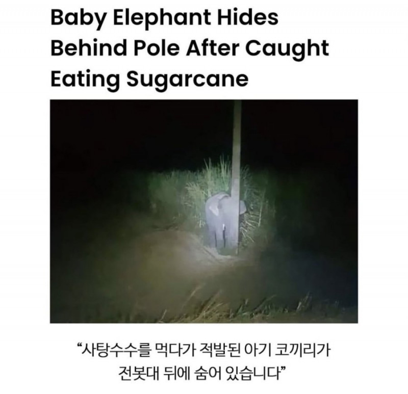 달팽이게임픽게임