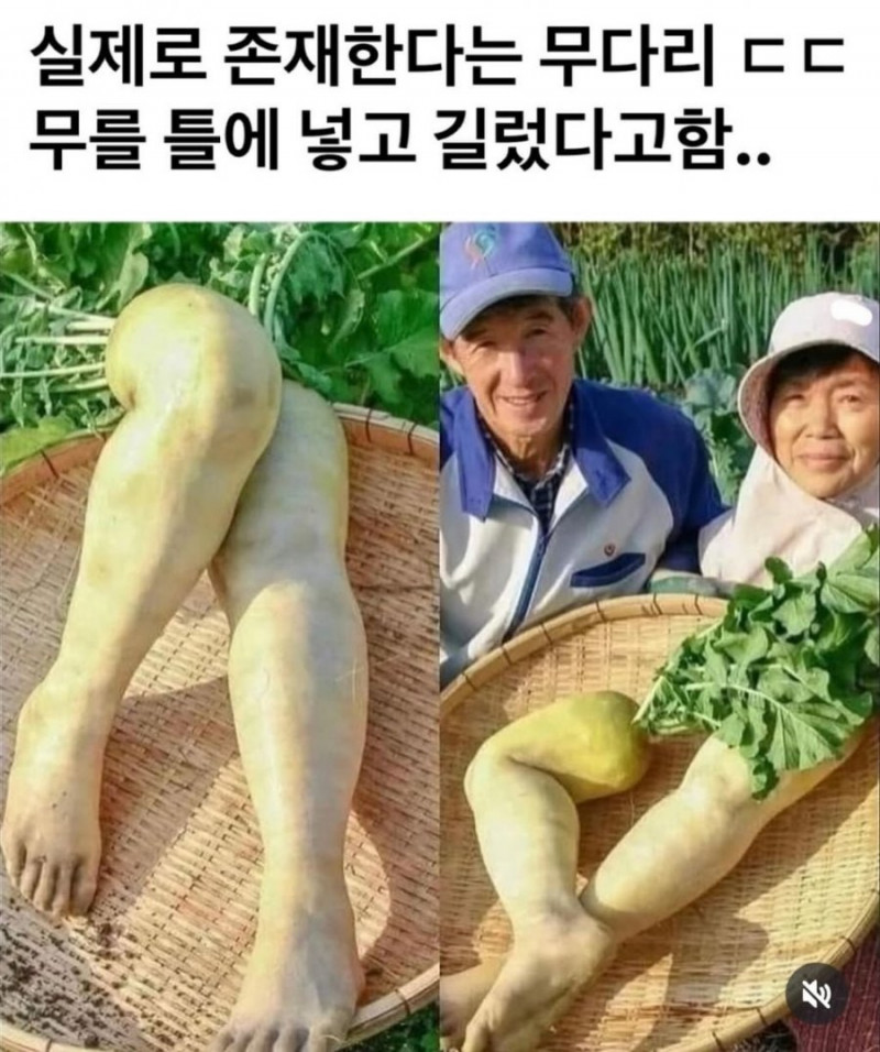 나눔로또 파워볼분석기