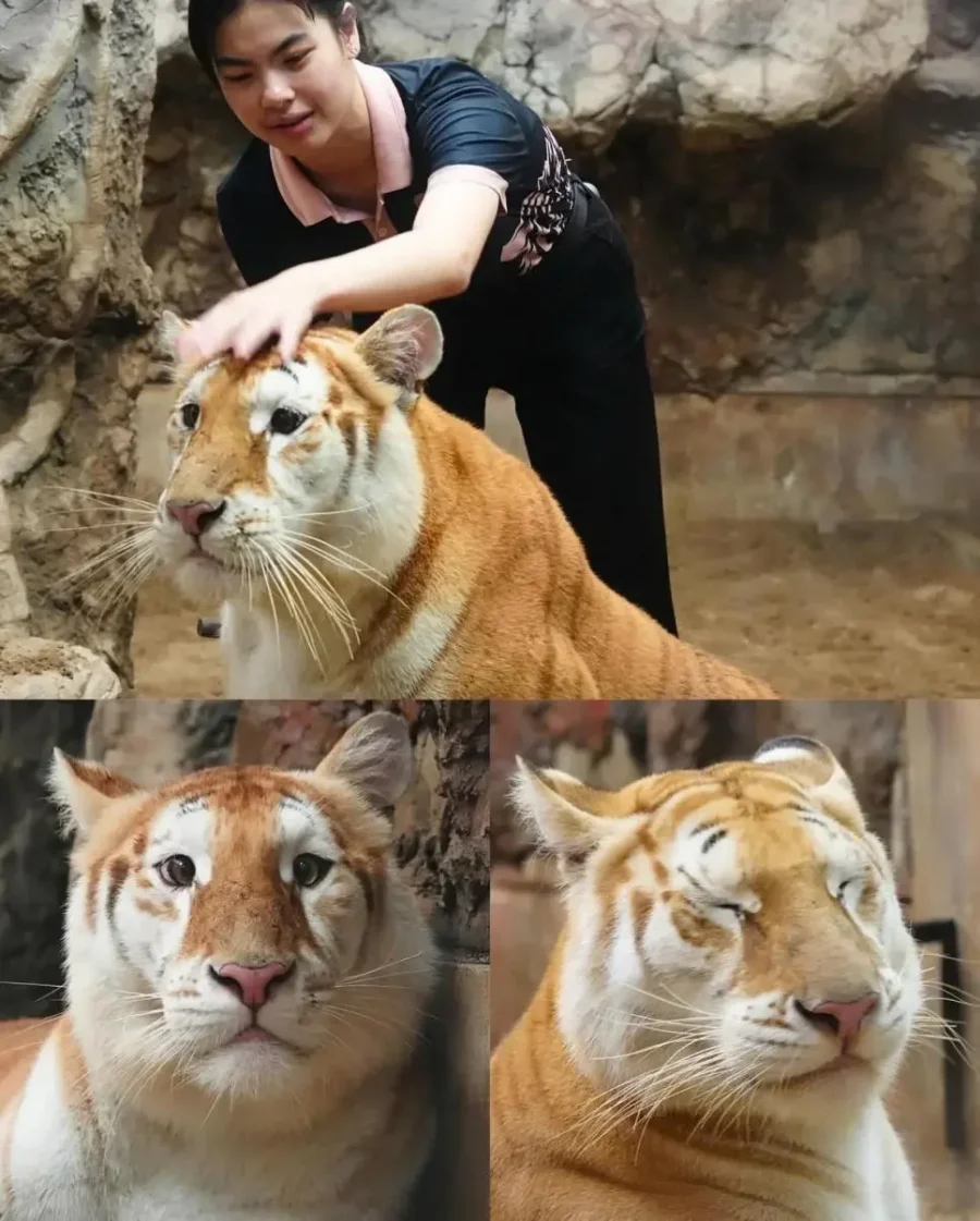 파워볼게임픽