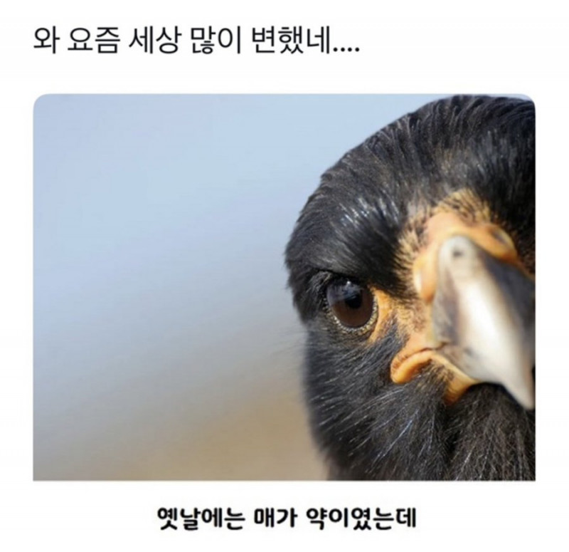 사다리필승
