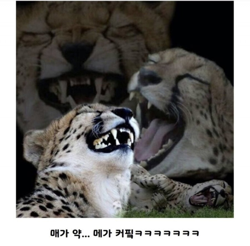 사다리게임픽게임