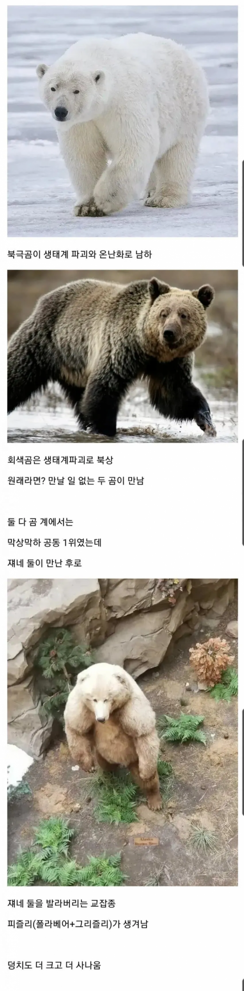 달팽이게임픽분석