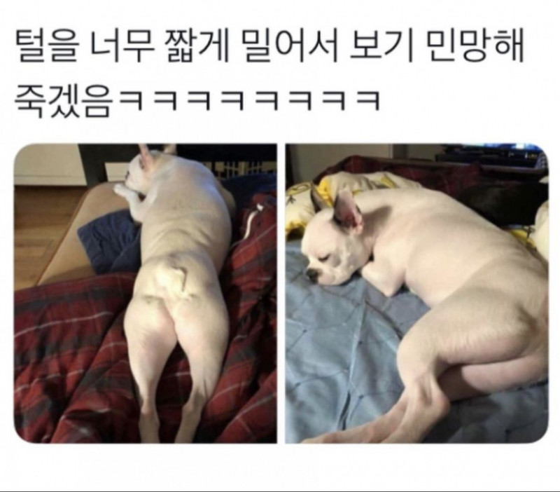 다리다리게임