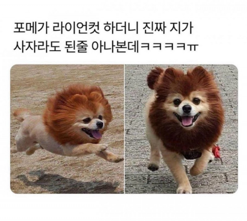 달팽이게임픽분석