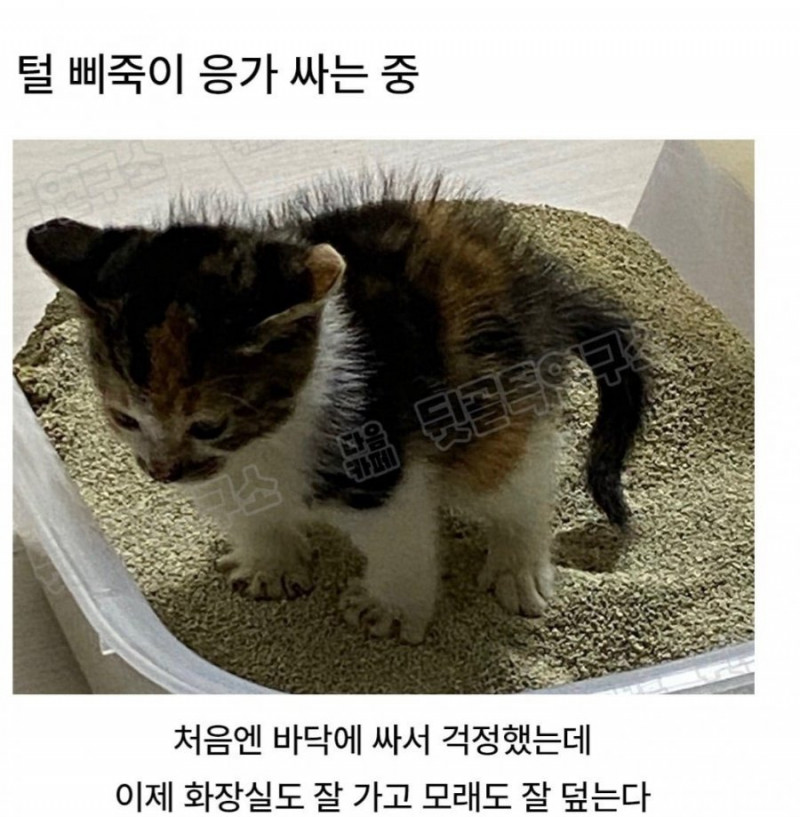 달팽이필승