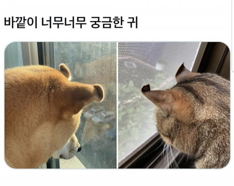 달팽이게임픽분석