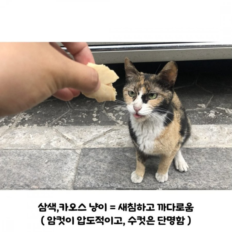 달팽이게임픽분석