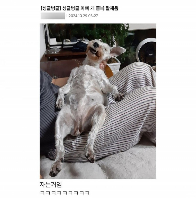 달팽이게임픽분석