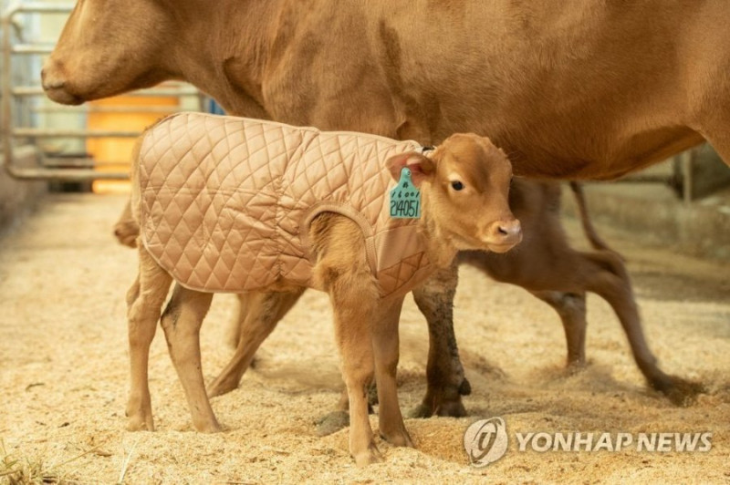 다리다리 분석과 실시간패턴통계