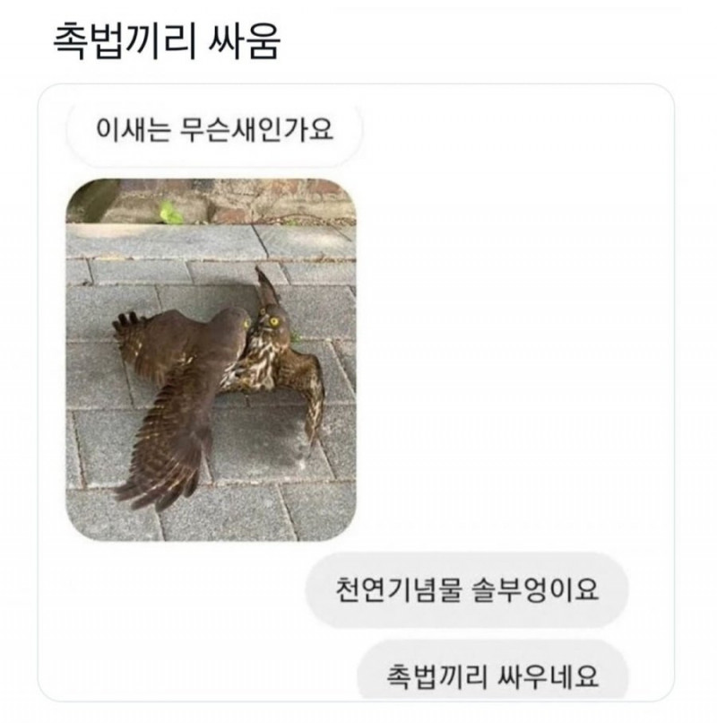 달팽이게임픽분석