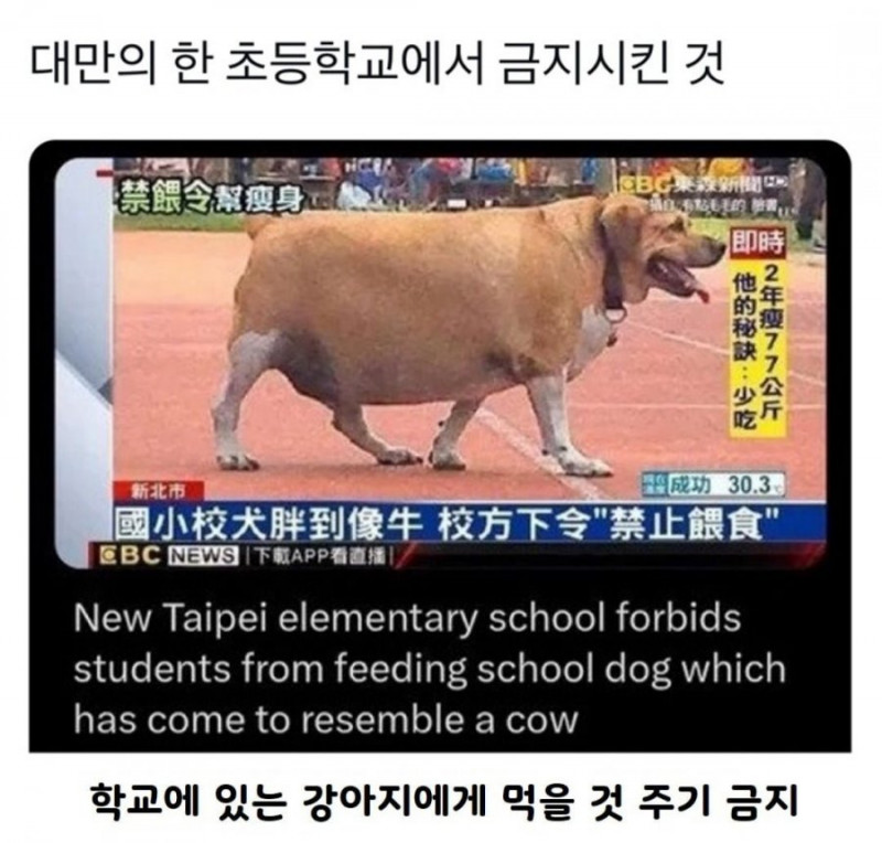 실시간다리다리