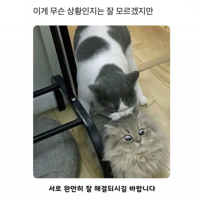 실시간다리다리